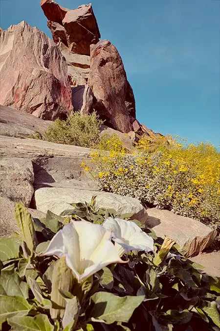 Flowers blooming beside the trail, Indian Canyon