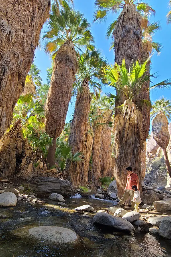 Jazz and Ellie at the oasis in Indian Canyon