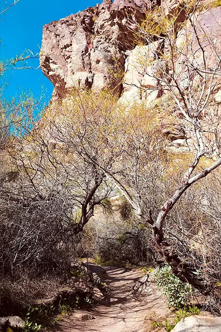 Path winding through shrubs and trees on the Andreas Canyon Loop Trail