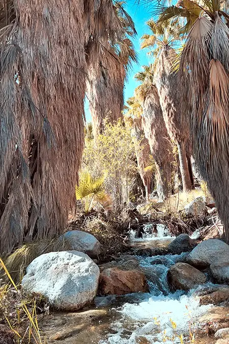 Indian Canyon oasis beside the trail