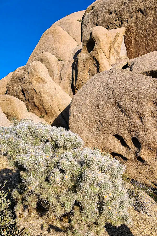 Cactus among the rocks in Skull Rock